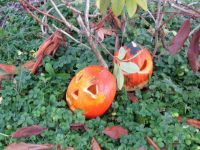 IMG_0059.jpg