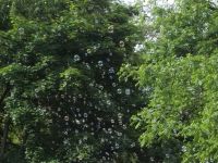 DSCF3226.jpg