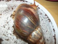 DSCN3244.jpg