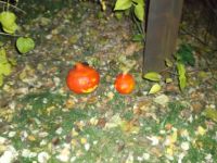 DSCF1647.jpg