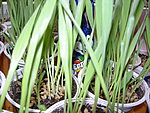 img042.jpg