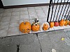 DSC02243.JPG
