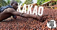 Výstava na stromech - Cena kakaa