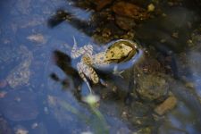 DSC_0086.JPG