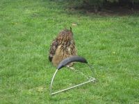 IMG_0933.JPG