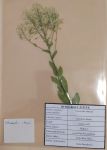 IMG_20200610_093136.jpg