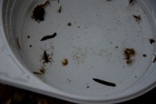 DSC_0087.jpg