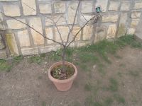 P1015234.JPG