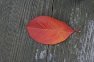 HS0820071.jpg
