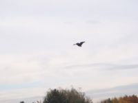 PB050048.JPG
