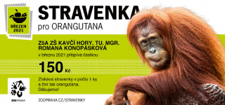 Orangutan.png