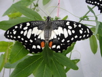 DSC01793.JPG