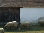 DSCF4949.JPG