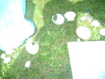 DSC06998.JPG
