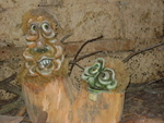 DSC01939.JPG