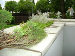 DSC02229.JPG
