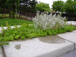 DSC02231.JPG