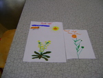 DSC02285.JPG