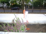 DSC02727.JPG